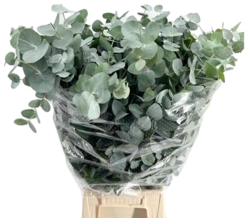 Eucalyptus Cineria 200gm