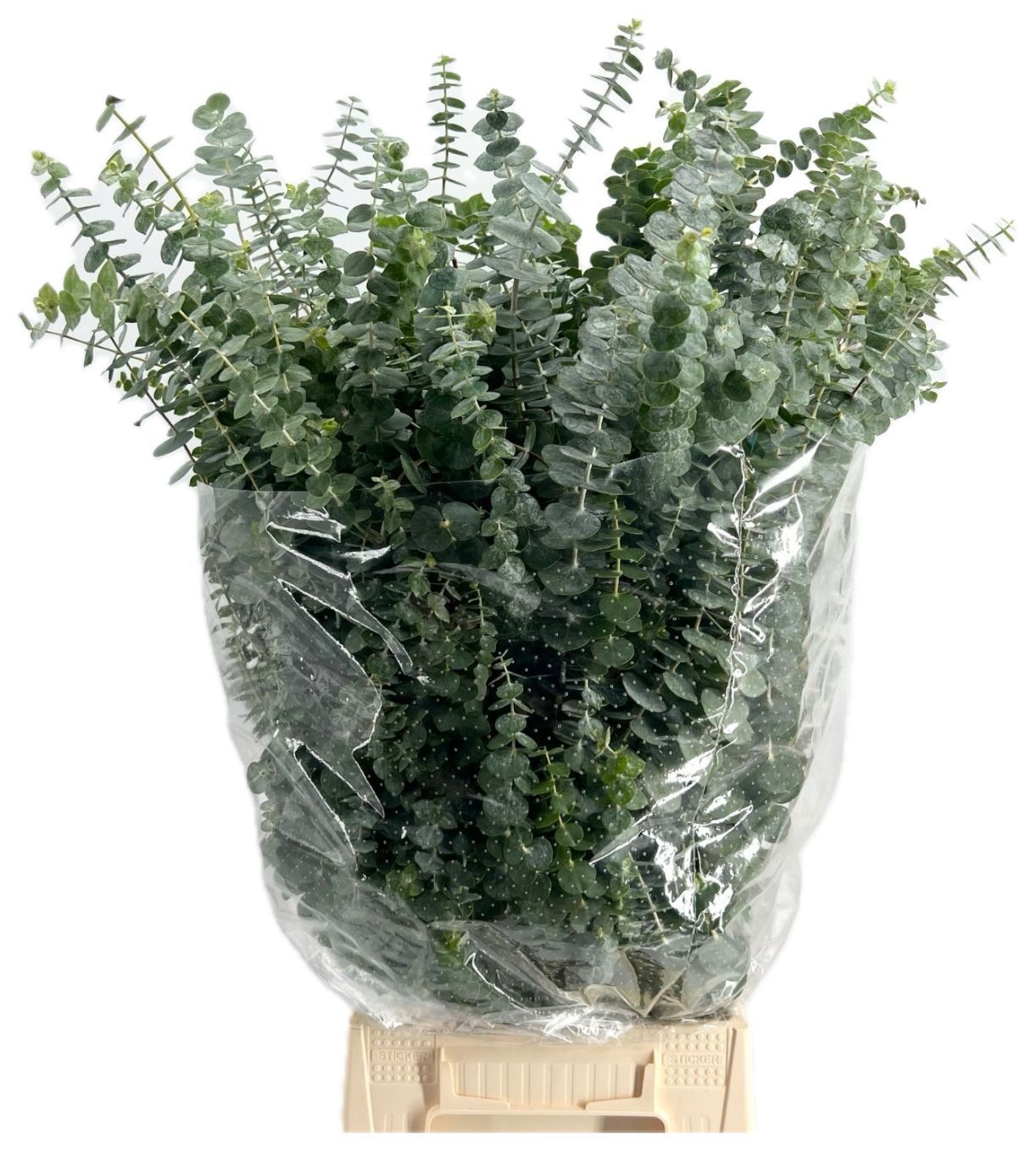 Eucalyptus Baby Blue 200gm