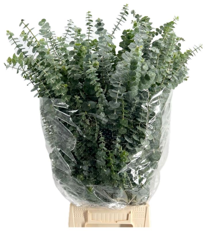 Eucalyptus Baby Blue 200gm