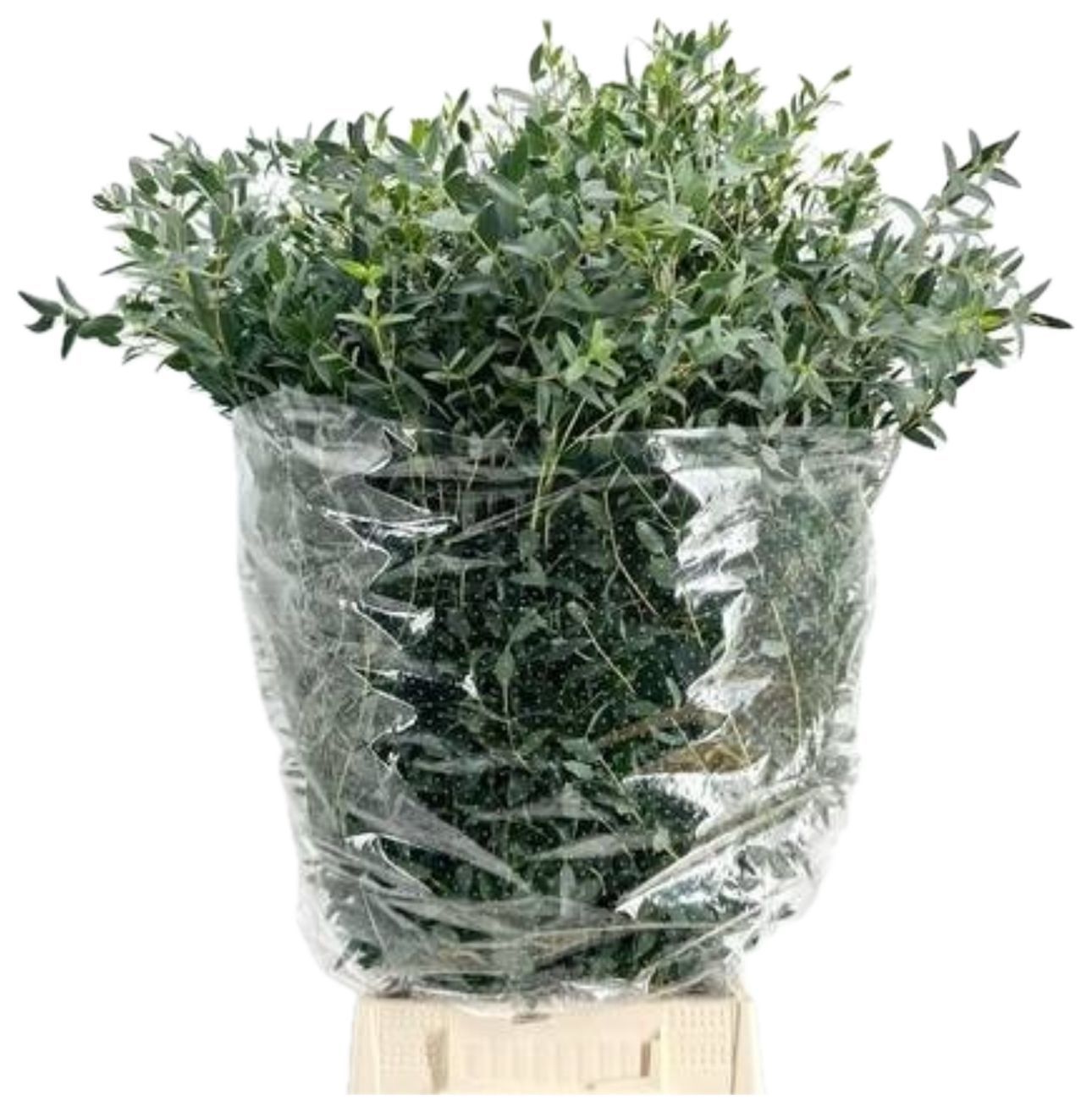 Eucalyptus Parvifolia 200gm