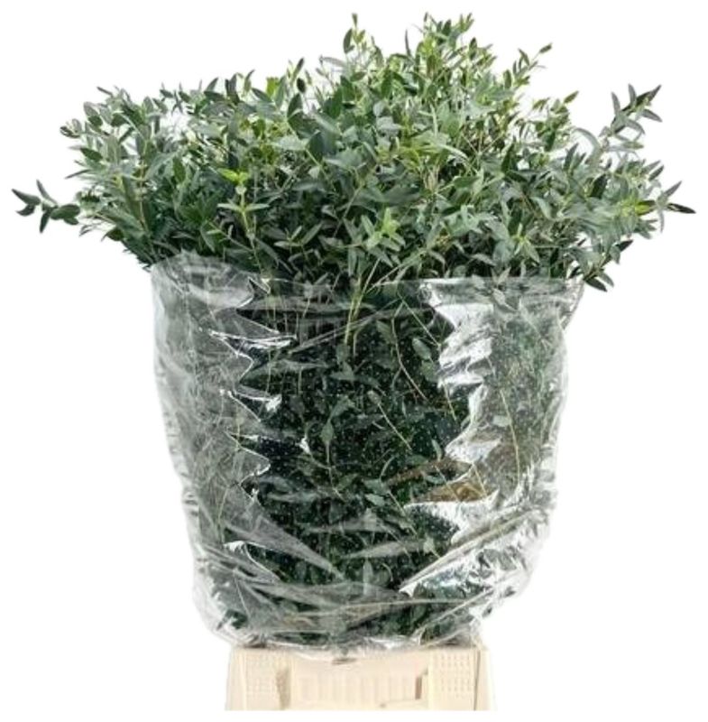 Eucalyptus Parvifolia 200gm