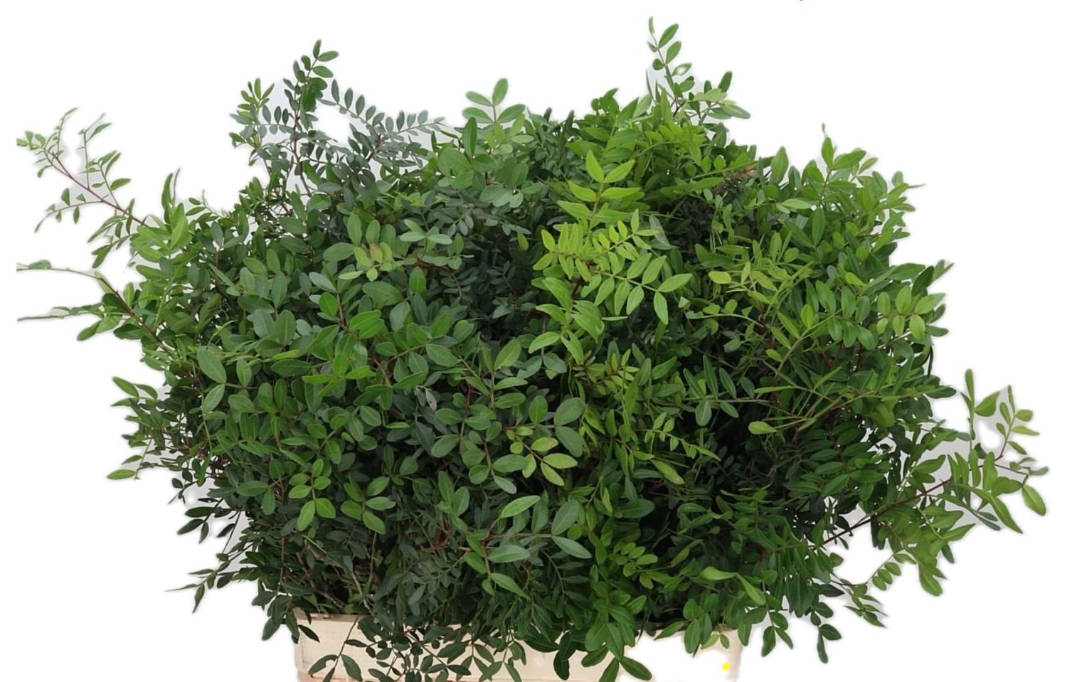 Pistacia Leaves Bunch