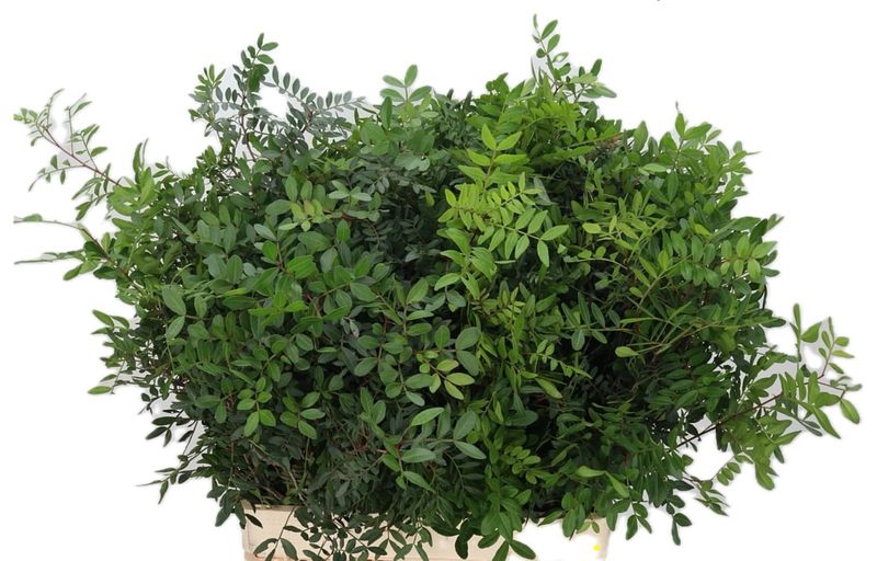 Pistacia Leaves Bunch