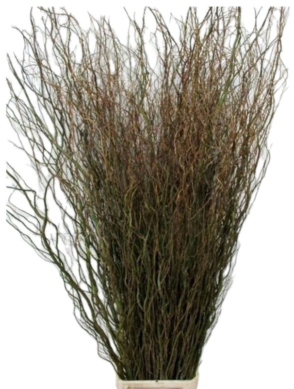 Salix Long