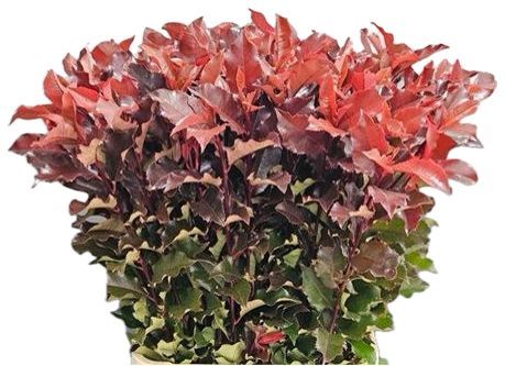 Photinia Leaves Bunch