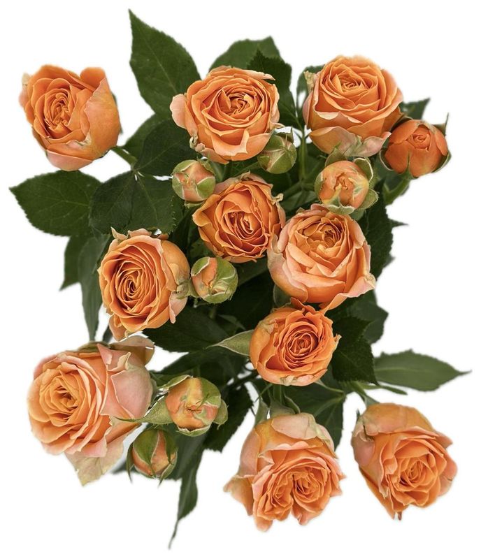 Roses Spray Coral Bubble 50cm