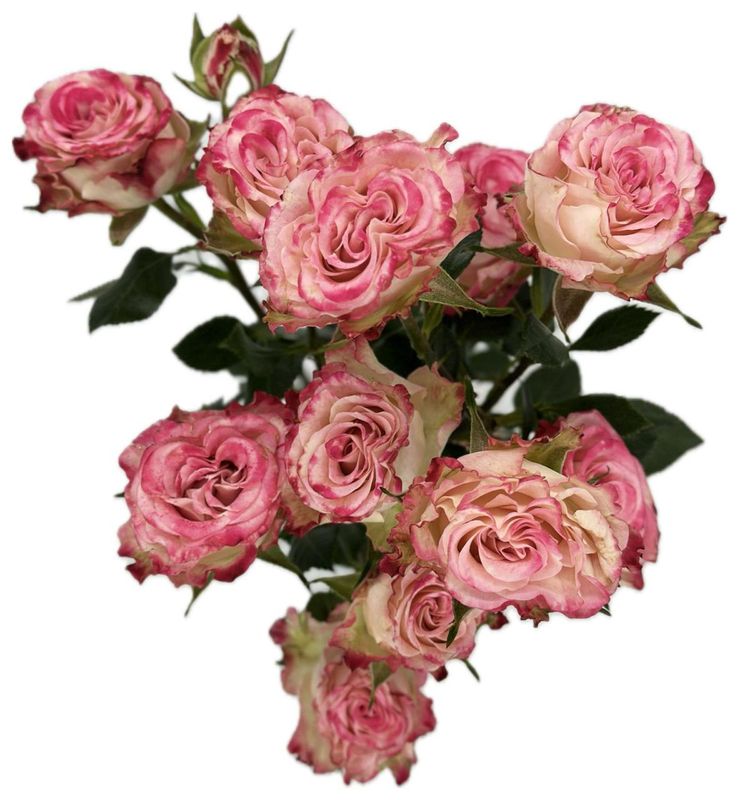 Roses Spray Secret Magic 50cm