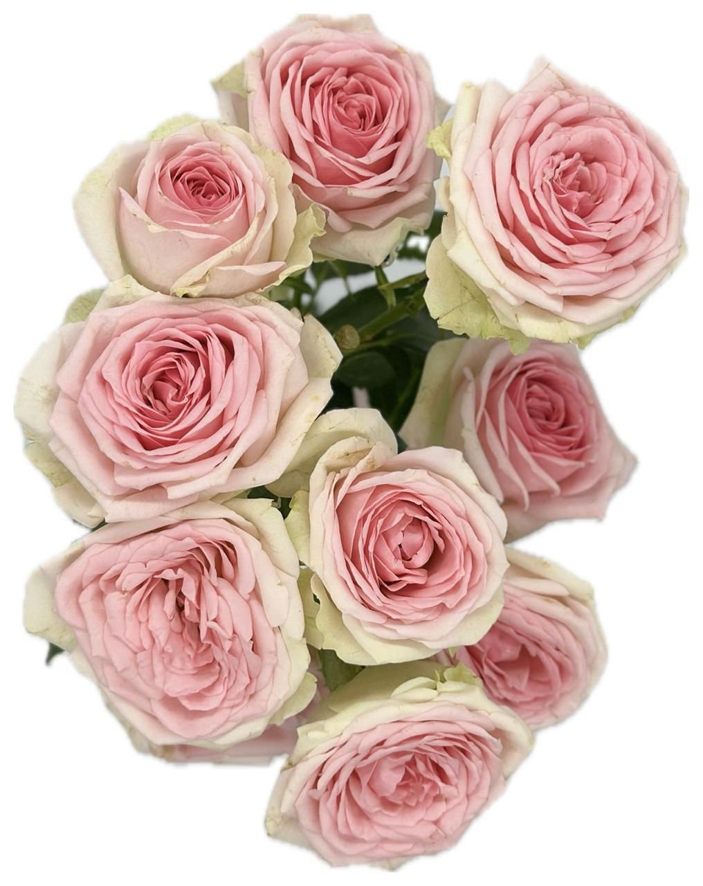 Roses Spray Dinara 50cm