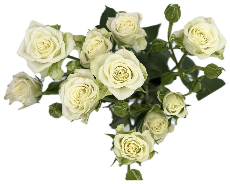 Roses Spray Snowflake 50cm