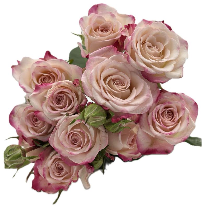 Roses Spray Reflex 50cm