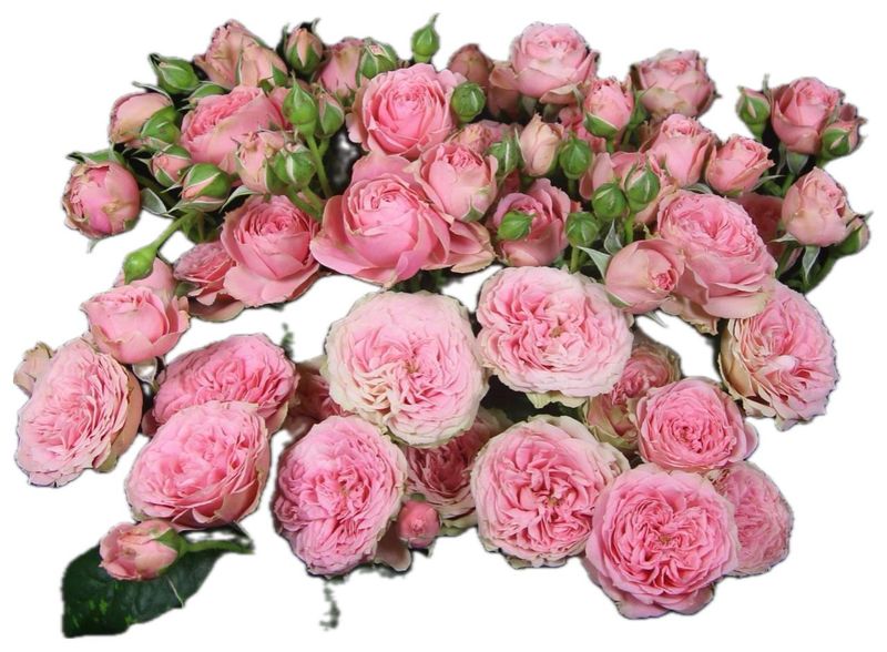 Roses Spray Special Dimension 50cm