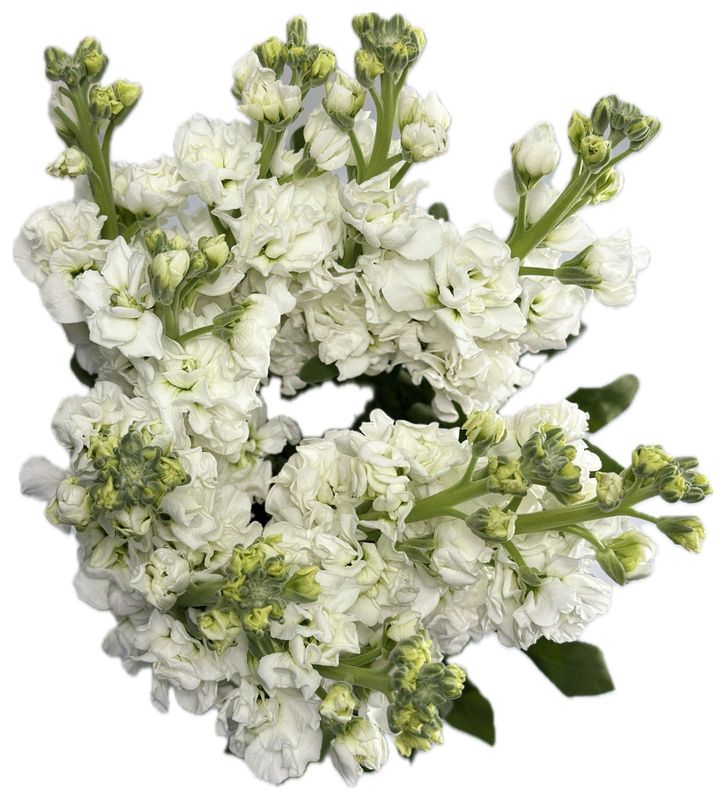 Matthiola White 50/60cm