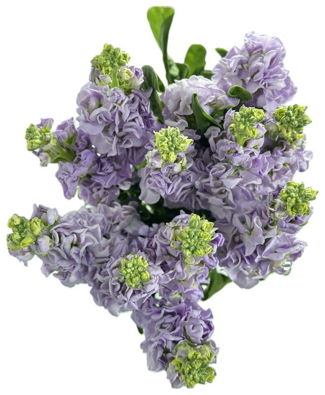 Matthiola Lilac 50/60cm
