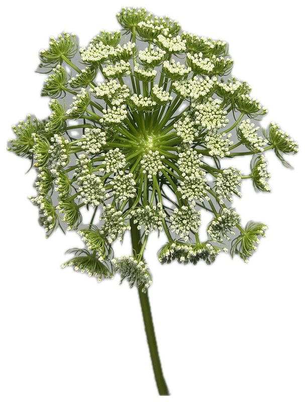 Ammi Visnaga 60/70cm