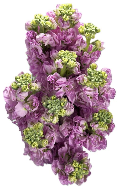 Matthiola Light Pink 50/60cm