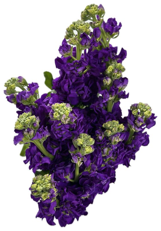 Matthiola Dark Purple 50/60cm