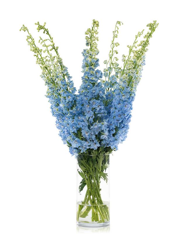 Delphinium Hybrid Light Blue 80/90cm