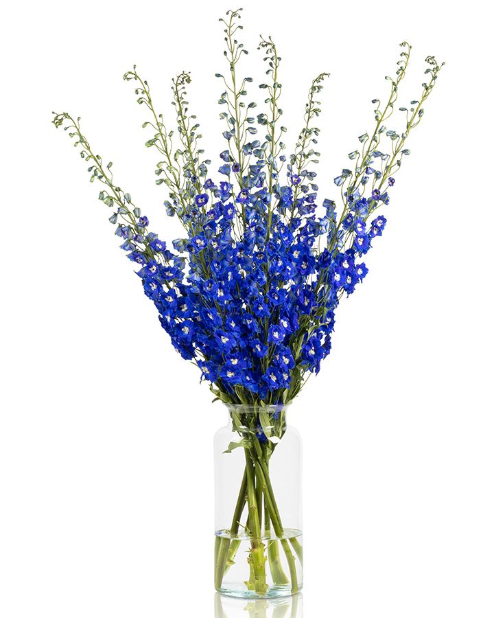 Delphinium Hybrid Dark Blue 80/90cm