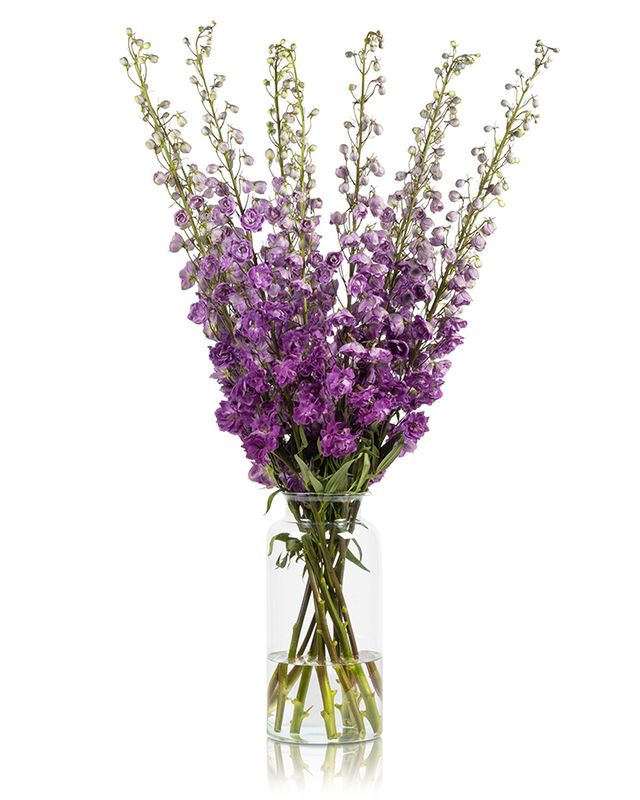 Delphinium Hybrid Magenta Mojo 80/90cm