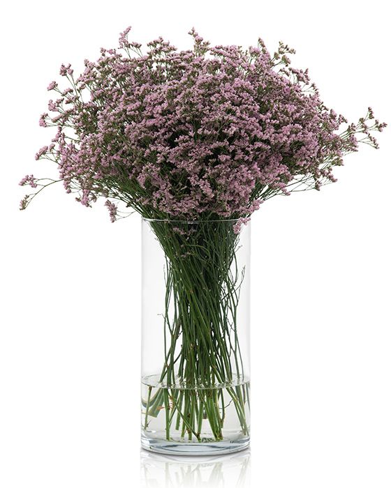 Limonium Safora Light Pink