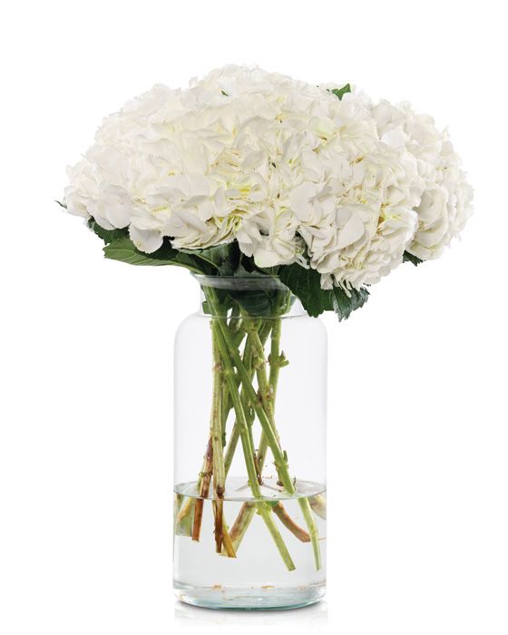 Hydrangea Ice Age White 50/60cm