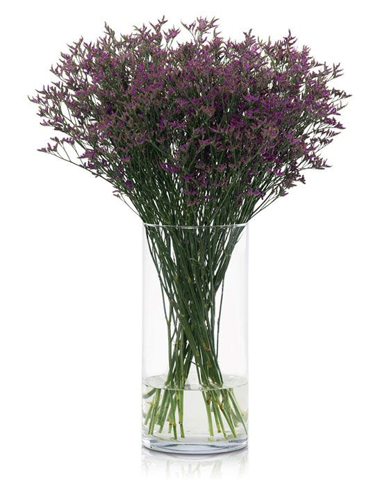 Limonium Safora Purple