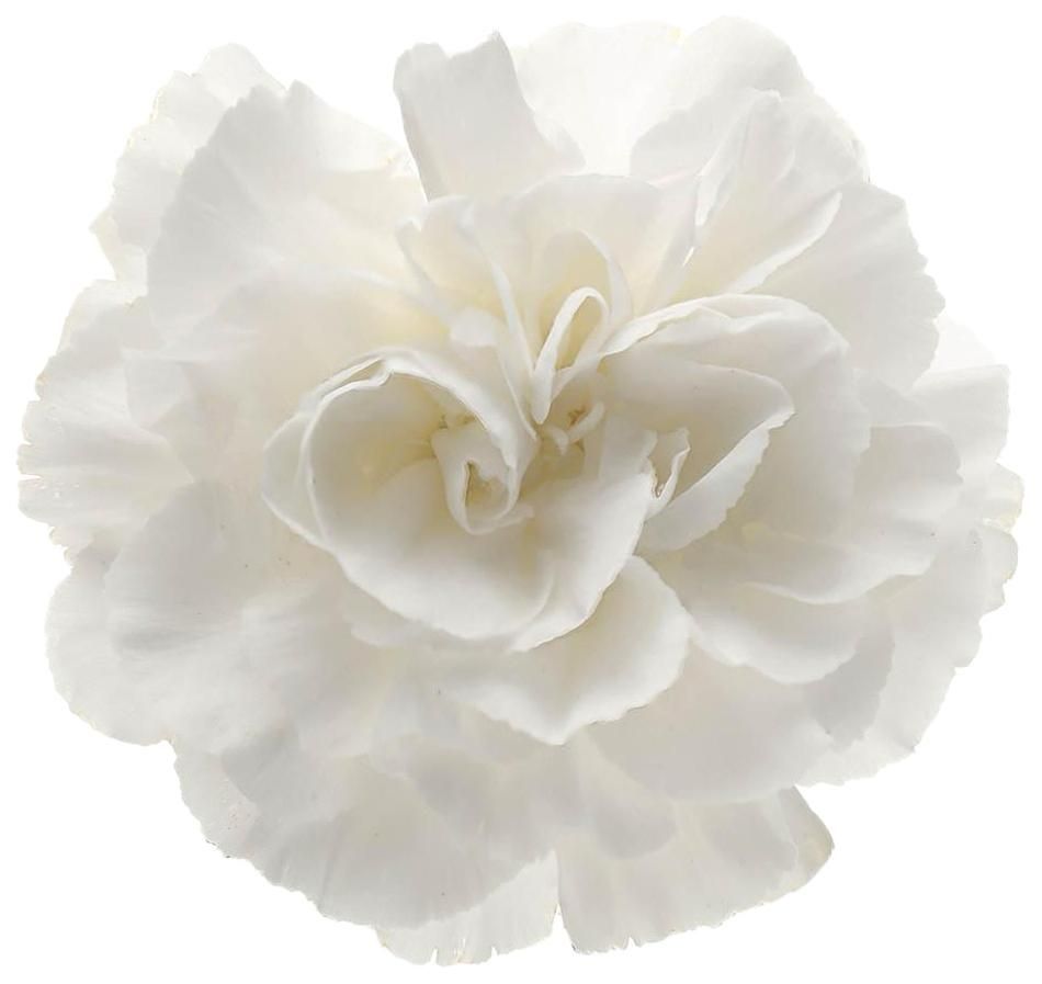 Carnation Std White 50/60cm