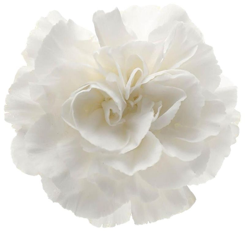 Carnation Std White 50/60cm