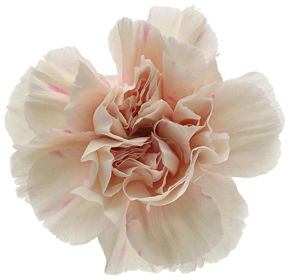 Carnation Std Apple Tea Peach 50/60cm