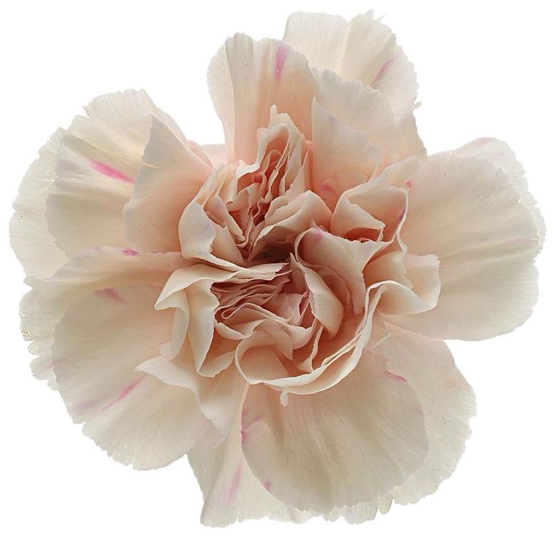 Carnation Std Apple Tea Peach 50/60cm