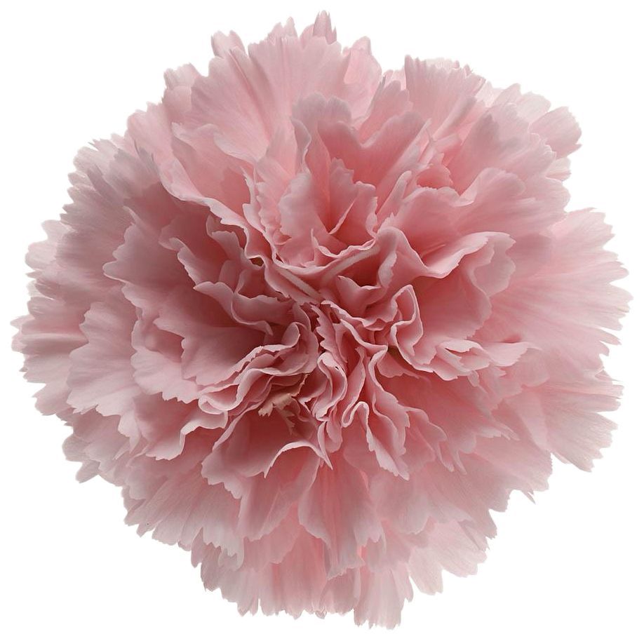 Carnation Std Light Pink 50/60cm