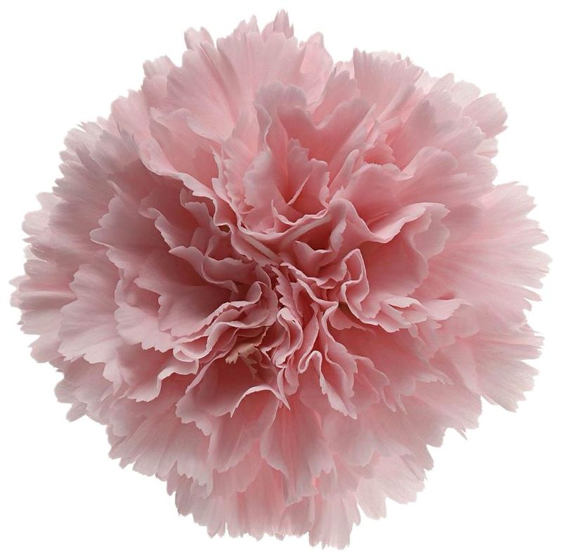 Carnation Std Light Pink 50/60cm