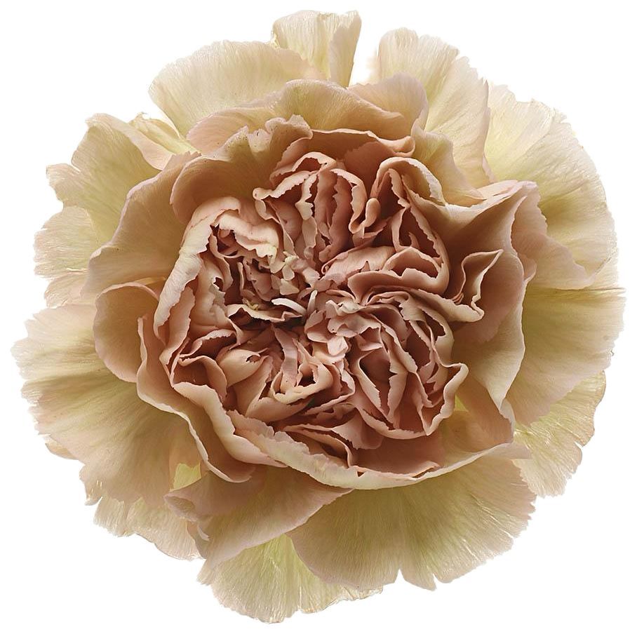 Carnation Std Lege Marrone 50/60cm