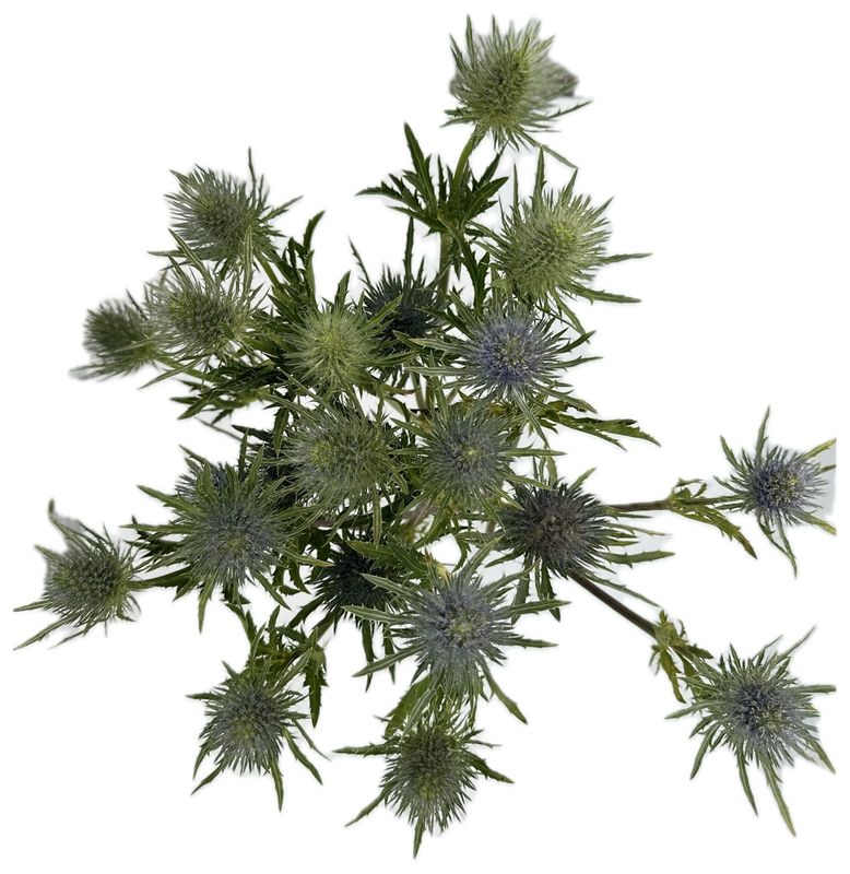 Eryngium Blue 50/60cm