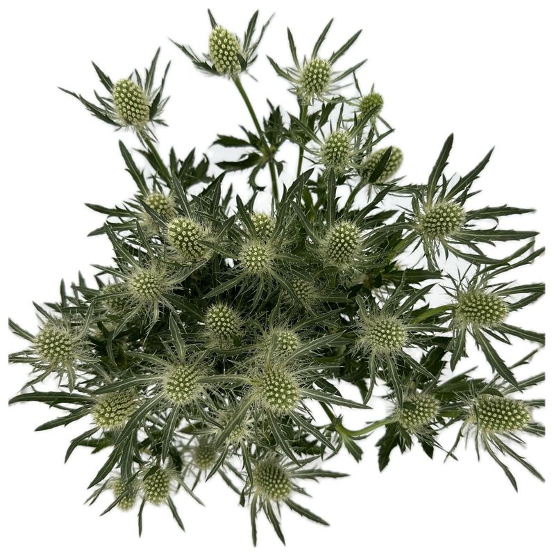 Eryngium White 50/60cm