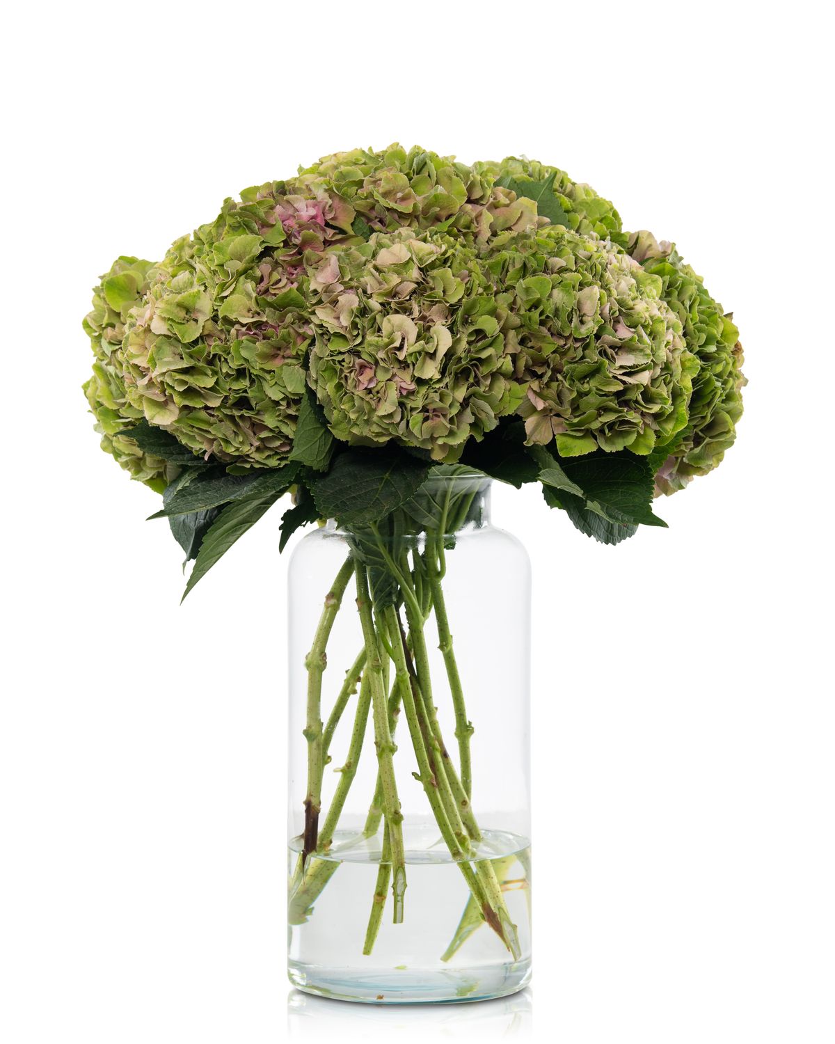 Hydrangea Juliette Classic 50/60cm