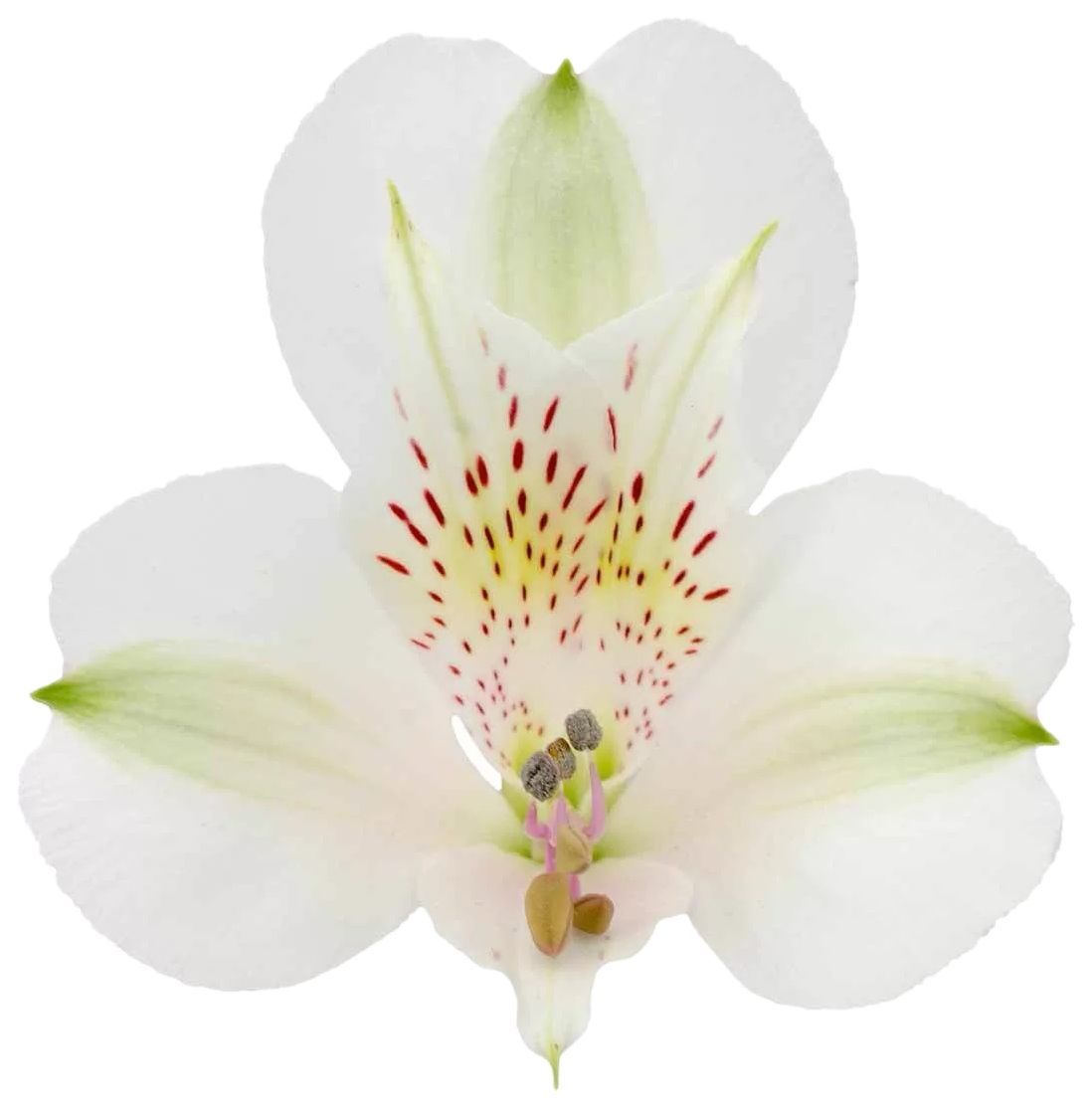 Alstroemeria White 70cm