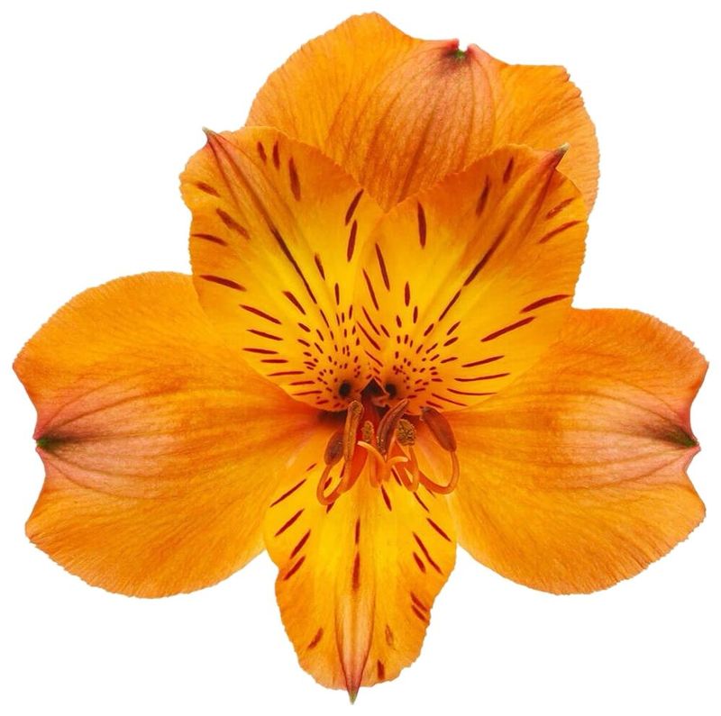 Alstroemeria Orange 70cm