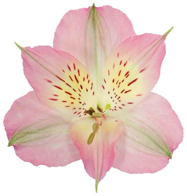 Alstroemeria Pink 70cm
