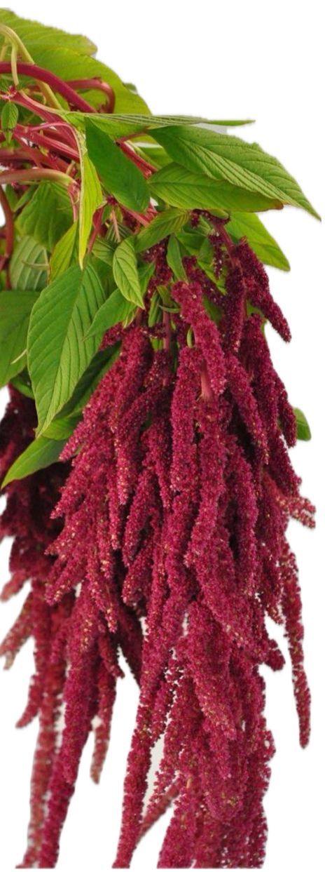 Amaranthus Hanging Red 70cm