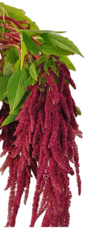 Amaranthus Hanging Red 70cm