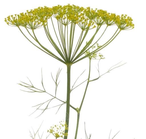 Anethum Graveolens 60/70cm