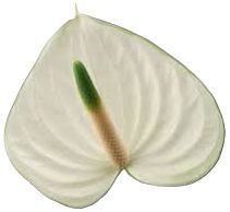 Anthurium Snowy White