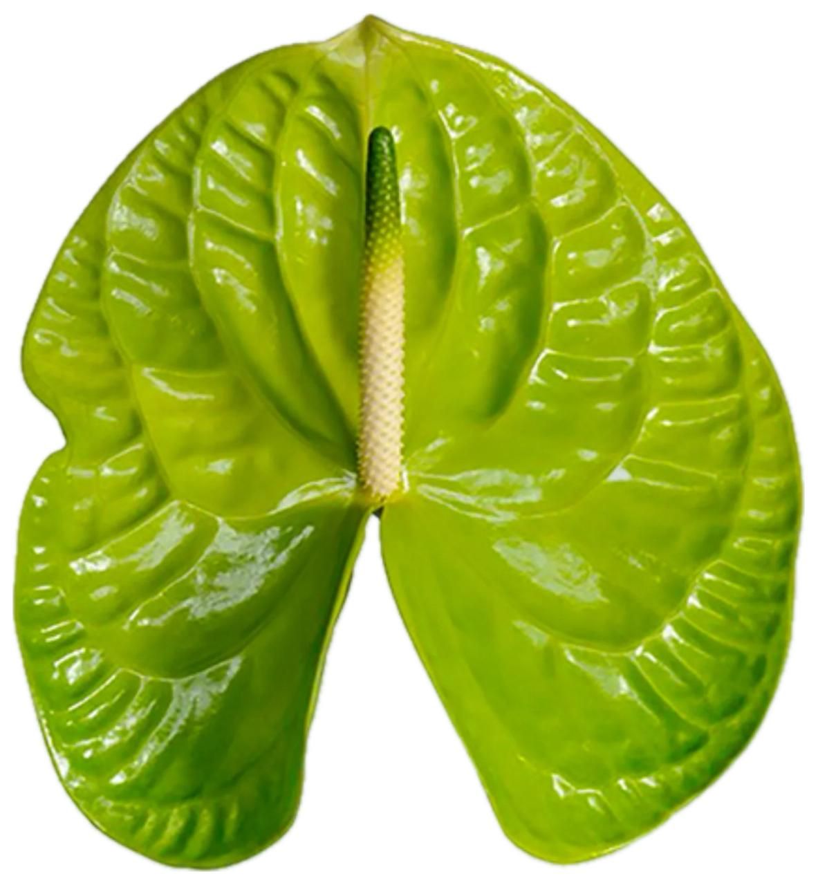 Anthurium Grandslam Green