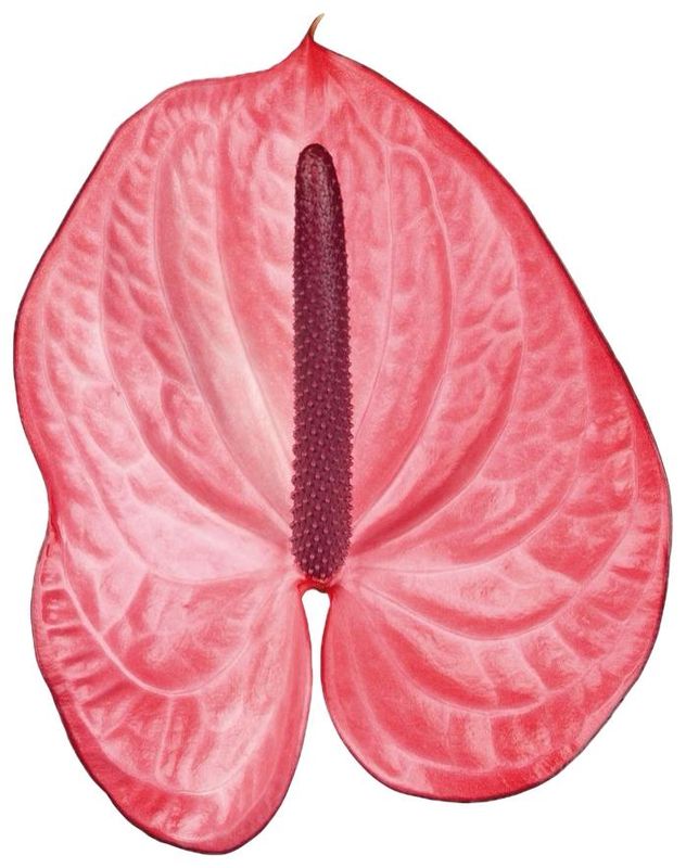 Anthurium Candy Pink