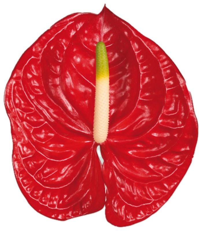 Anthurium Eterno Red
