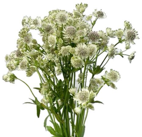 Astrantia White 50/60cm