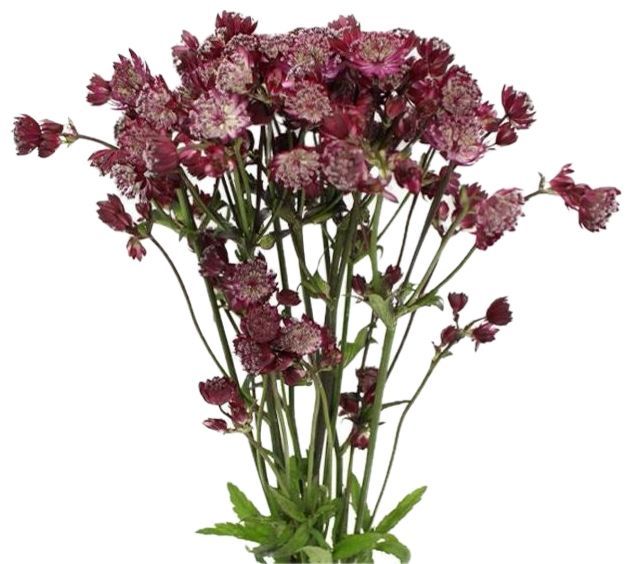 Astrantia Red 50/60cm