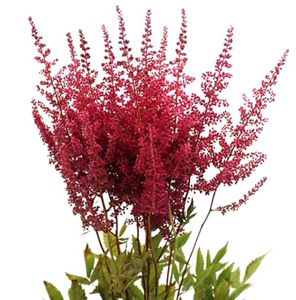 Astilbe Red 50/60cm