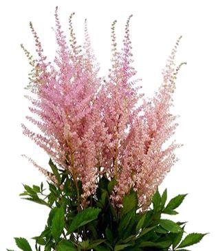 Astilbe Pink 50/60cm